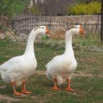 Tại sao rắn sợ ngỗng? Sức chiến đấu của ngỗng mạnh đến mức nào? Sự thật nằm ngoài trí tưởng tượng của bạn