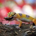 Tắc kè ăn gì? Cách cho tắc kè ăn hiệu quả