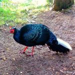 Chim trĩ Việt Nam – loài chim đặc hữu mang tên GS. Võ Quý