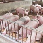 Phương pháp kiểm tra trọng lượng heo xuất chuồng nhanh, chính xác nhất