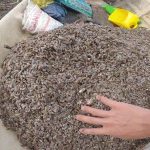 Thức ăn của cua là gì? Tìm hiểu về kỹ thuật nuôi cua