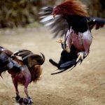 Đá Gà Ăn 8 Là Gì? Hướng Dẫn Tính Tiền Cược Chuẩn Xác Nhất