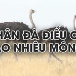 Chân đà điểu có bao nhiêu móng?