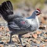 Gà Ai Cập – Giống gà siêu trứng