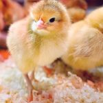 Đặc điểm ngoại hình và khả năng sinh sản, cho thịt của giống gà ri