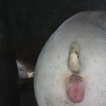 Biểu hiện heo lên giống như thế nào? Dấu hiệu lợn nái có thai?