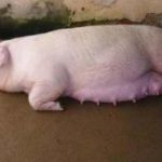 7+ Hiện tượng lợn nái chuẩn bị đẻ và cách chăm sóc