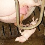 Các nguyên nhân gây sẩy thai trên heo nái và 4 bước kiểm soát !