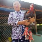 Bán gà đông tảo thuần chủng 100% chính gốc