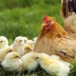 Quy định về điều kiện cơ sở khảo nghiệm dòng, giống vật nuôi