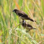 Chim ri có đặc điểm gì? – Hướng dẫn nuôi chim đúng cách