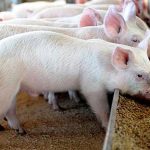 Tỉ lệ chuyển hóa thức ăn (FCR) là gì?