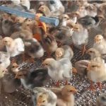 Có thể bạn chưa biết: Gà 2 tháng tuổi nặng bao nhiêu kg?