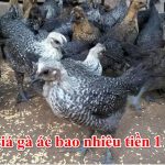 Giá Gà Ác Bao Nhiêu Tiền 1kg 2023, Mua Ở Đâu?