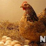 Trứng gà ấp bao nhiêu ngày thì nở, 19 20 hay 21 ngày