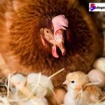 Gà Ấp Bao Nhiêu Ngày Thì Nở Và Lời Giải Đáp Của Chuyên Gia