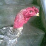 Gà Chọi Bị Sủi Bọt Mắt