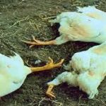 Bệnh gà bị bại liệt chân và cách điều trị hiệu quả cho gà