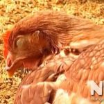 Gà bị sưng mắt là bệnh gì? Nên cho uống thuốc gì khi bị sưng mắt