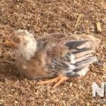 Gà bị tiêu chảy uống nhiều nước, cách chữa và thuốc đặc trị