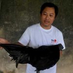 Chân không chì, loài gà đen sì này lạ và hiếm, chưa Tết đã hết gà