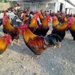 Gà bị đau mắt, viêm mắt có bọt, nguyên nhân và cách chữa nhanh khỏi