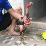 Gà chọi con 3 tháng tuổi