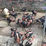 Gà chọi giống 5 tháng tuổi