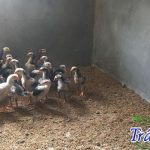 Bán gà chọi con ở Hà Nội