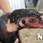 Gà chọi nuôi bao lâu thì đẻ trứng? Mỗi lần đẻ bao nhiêu trứng