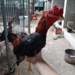 Gà Chọi Uống Quá Nhiều Nước