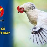 Tại sao gà không biết bay mặc dù gà có cánh?
