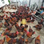 Địa chỉ bán gà con giống uy tín nhất tại Việt Nam – Giao hàng toàn quốc