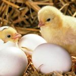 Phòng bệnh cho gà mới nở