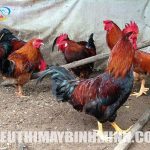 Nuôi gà bao lâu thì xuất chuồng ? Thời điểm nuôi gà tốt nhất