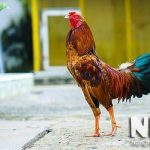 Gà ta đẻ bao nhiêu trứng 1 năm, 1 ngày, 1 lứa