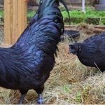 Gà H’Mông đen- Giống gà quý hiếm tại Việt Nam