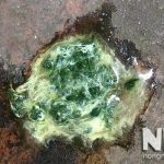 Bệnh phân xanh phân trắng ở gà, nguyên nhân và cách chữa