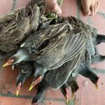 250 nghìn một cặp gà đồng vài lạng, vẫn đắt khách đặt mua