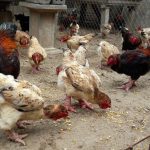 Gà Đông Tảo ăn gì? Cách trộn thức ăn cho gà Đông Tảo