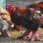 Gà Đông Tảo – gà quý của Việt Nam có xuất xứ ở đâu?