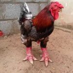 Gà Đông Tảo quý hiếm thế nào mà có giá bán "trên trời", cao đến kinh ngạc?