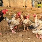 Gà đông tảo là gì? Gà Đông Tảo giá bao nhiêu 1kg? Mua ở đâu?