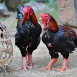 Nhận biết gà Đông Tảo lai và cập nhật bảng giá mới nhất