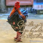 Gà đông tảo nuôi bao lâu thì thịt được –  Món ngon từ gà đông tảo