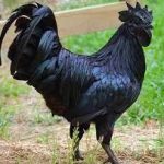 Gà H’Mông có mấy loại? Gà H’Mông giống giá bao nhiêu?                    Gà H’Mông bản địa là một giống gà thuộc loài quý hiếm và cũng chính là sản phẩm gà đen vùng Tây Bắc. Giống gà này được nuôi dưỡng đặc biệt theo cách riêng của người dân vùng bản địa khác với những loại gà thông thường. Từ đó gà H’Mông cũng mang nhiều đặc điểm về hình thể cũng như phẩm chất thịt khác biệt. Cùng Daga.me tìm hiểu về loại gà H’Mông bản địa xem chúng có điểm gì đặc biệt mà được nhiều người ưa chuộng đến thế qua bài viết dưới đây.  1. Đặc Điểm Của Gà H’Mông Bản Địa

 1.1. Hình Thái

Gà H’Mông bản địa sở hữu nhiều điểm nổi bật về hình thái lẫn phẩm chất thịt. Đây là dòng gà quý nên được rất nhiều người ưa chuộng. Loại gà H’Mông này không chỉ để nuôi làm thịt mà chúng còn được chăm sóc với mục đích trở thành gà cảnh. Cách nuôi gà cũng tương đối đơn giản bởi đây thuộc loại gà ăn tạp và có sức đề kháng cao.

So với các loại khác, gà H’Mông đen bản địa mang đặc điểm vô cùng đặc biệt. Chúng có nhiều loại hình và sở hữu những màu lông khác nhau. Tuy nhiên, có 3 màu lông phổ biến hơn cả đó là: Màu lông đen tuyền, trắng và màu hoa mơ. Trong đó, phần lớn gà H’Mông có lông màu hoa mơ hoặc màu lông đen sậm. Gà lông trắng thường được nuôi làm cảnh chứ không để bán. Điểm nổi bật nhất mà giống gà này có đó là da ngăm đen, xương đen, thịt đen và có lục phủ ngũ tạng cũng đen. Đặc biệt hơn nữa là gà H’Mông chỉ có 4 ngón chân.  1.2. Phẩm Chất Thịt Của Gà H’Mông

Gà H’Mông bản địa cũng giống với gà rừng bởi đặc tính được chăn thả tự nhiên. Gà H’Mông có trọng lượng trung bình và có tốc độ lớn nhanh hơn nhiều so với gà ri. Trong điều kiện nuôi dưỡng gà tốt thì khối lượng con mới nở có thể từ 28 tới 30 gram. Một con gà mái trưởng thành có thể nặng từ 1,5 đến 1,7 kg. Gà trống trưởng thành thì có thể trọng trong khoảng từ 1,7 đến 1,9 kg. Khả năng sản xuất thịt ở giống gà này là khoảng 10 tuần tuổi, cụ thể: thịt gà xé khoảng 75 đến 78%, thịt đùi khoảng 34 đến 35%, nó tương đương với các giống gà nội địa khác.

Gà H’Mông bản địa có đặc điểm thịt thơm, ngon, ít mỡ và da của chúng rất dày. Nó khác nhiều so với giống gà công nghiệp hoặc gà ri, gà ta,… Đặc biệt với lượng axit glutamic cao chiếm khoảng 3,87% thì nó đã vượt trội hẳn so với những con gà ác. Thịt gà H’Mông có vị rất ngon nhưng lượng sắt có trong thịt lại khá thấp.

>> Cẩm nang đá gà 2. Người Dân Tộc H’Mông Nuôi Gà H’Mông Bản Địa Như Thế Nào?

Giống gà đen bản địa tại vùng cao là một trong số những giống gà có chất lượng cao bậc nhất ở nước ta. Chủ nhân của giống gà này chính những đồng bảo thiểu số H’Mông. Họ có những cách thức chăn nuôi rất độc đáo và  đặc biệt.  2.1. Tập Quán Của Gà H’Mông Bản Địa

Nuôi gà H’Mông bản địa rất dễ bởi chính bởi vì chúng có tập quán ăn uống khá đơn giản. Ban ngày, gà tự đi kiếm ăn loanh quanh trong vườn. Tối đến, nó tự khắc về chuồng và ăn chế độ thức ăn của chủ nuôi cho. Thường thì những nhà mà nuôi giống gà này sẽ đều có vườn cây ăn quả. Dùng rào lưới vây xung quanh lại và cho gà ăn dưới đất, ngủ ở trên cây.

Thức ăn cho những con gà con mới sinh chủ yếu là cám bột. Sau đó, sẽ tập dần cho nó ăn thêm những loại thức ăn như: Thóc, lúa, bắp, hoặc dịch giun,… Nhiều gia đình còn cho gà ăn thêm nhiều loại hoa quả như: Đu đủ,… Ngoài ra họ còn cho gà uống thêm nước dịch giun để tăng sức đề kháng cho gà. Đặc biệt, người H’Mông rất ít khi cho gà ăn mà chủ yếu thả nuôi chúng như những loài động vật hoang dã.  2.2. Nuôi Gà Theo Cách Thức Thả Đồi

Gà bản địa chủ yếu được áp dụng theo hình thức thả đồi tự do. Quanh khu vực chăn nuôi sẽ được rào lưới chắn để kiểm soát số lượng gà. Trong vườn chăn nuôi còn được trồng thêm các loại hoa quả. Như vậy, gà có nhiều không gian để có thể tập thể dục. Điều đó, giúp mùi vị thịt gà H’Mông thêm săn chắc và ngọt thịt.

Phân gà thải ra thì sẽ trực tiếp được bón trực tiếp giúp cây phát triển. Gà được thả tự do vào ban ngày và chúng sẽ tự về chuồng vào ban đêm. Thực tế cho thấy, tỷ lệ sống và thích nghi của giống gà đen H’Mông bản địa là rất cao. Nó gần như là tuyệt đối và khác biệt rất lớn so với các giống gà lai cùng nuôi tại địa phương.  3. Cách Phân Biệt Giản Đơn Giữa Gà Nuôi Và Gà H’Mông Bản Địa

Gà H’Mông có nhiều giống loại khác nhau như: Gà bản địa, gà thuần chủng, gà lai tạo từ nhiều giống,… Đặc biệt là loại gà được lai tạo ra từ Viện Nghiên cứu (gà nuôi). Nhìn chung, chúng đều mang những đặc điểm giống nhau khiến rất khó để phân biệt. Thực sự đây là một trở ngại lớn đối với những ai chưa từng biết đến gà H’Mông. Ngày nay có nhiều nơi đã làm giả gà H’Mông gốc dẫn đến làm mất đi sự uy tín cũng như chất lượng của thịt gà H’Mông. Chúng tôi sẽ gợi ý cho các bạn cách nhận biết và phân biệt gà H’Mông bản địa so với gà lai từ viện Nghiên cứu như thế nào nhé:   Trọng lượng thịt gà: Gà H’Mông bản địa và gà thuần chủng đều có cân nặng khác biệt lớn hơn nhiều so với gà nuôi thông thường. Bởi vì gà nuôi đã được lai tạo với giống gà khác từ viện nghiên cứu dẫn tới chất lượng thịt gà không còn đạt tiêu chuẩn như ban đầu nữa.  Chất lượng: Phân biệt bằng cách chúng ta dùng bàn tay bóp vào phần đùi gà. Đùi gà H’Mông bản địa thường cứng, săn chắc bởi tập tính chăn thả tự do. Còn gà nuôi thì thường thịt không được săn chắc. Loại gà này thịt bị nhão, độ ngọt và mùi vị của thịt chim hoang dã không còn nhiều nữa do đó có thể dở hơn thịt gà ta.  Ngoại hình: Gà H’Mông bản địa mang điểm nổi bật là mào dâu, mào cờ và 4 ngón chân xếp rất cân đối và đều nhau. Màu lông phổ biến có 3 loại: Lông màu hoa mơ, đen và trắng. Khi nhận biết gà đen bản địa người ta thường vạch xem lưỡi gà hoặc vạch lông gần gốc cánh của chúng để xem màu xương và màu của thịt ở bên trong. Xương đen cạo đi sẽ ra lớp trắng bên trong.   4. Cách Phân Biệt Gà H’Mông Với Gà Ác

Trên thị trường hiện nay, đã xuất hiện rất nhiều sự gian dối trong kinh doanh gà H’Mông và cả gà ác. Bởi thịt gà ác cũng có màu đen, xương đen nhưng hai dòng gà này có màu đen khác nhau. Một vài đặc điểm khác nhau giữa gà ác và gà H’Mông giúp mọi người dễ dàng phân biệt:   Gà ác sở hữu bộ lông xù, không mượt, mào màu đỏ, trên mào có thêm lông hoặc có cả lông trên ống chân. Đặc biệt, gà ác có 5 ngón chân nên người ta thường gọi là “Ngũ trảo kê”. Ngược lại, gà H’Mông mang trên mình bộ lông mượt, chân 4 ngón và được sắp xếp cân đối.  Gà H’Mông là giống gà có xương đen, thịt đen, cùng mào, mắt, lưỡi và nội tạng của gà đều là một màu đen tuyền. Chính vì thế để phân biệt được gà H’Mông thì các bạn có thể vạch xem lưỡi gà hoặc lông gà ở gần cánh để xem xương và thịt bên trong của nó.  Thịt của gà ác vẫn đen nhưng có mùi vị hơi tanh do chế độ nuôi và xuất xứ khác với gà đen bản địa. Trong khi, thịt của gà H’Mông có hương vị rất thơm, nó còn được sử dụng làm thuốc chữa bệnh hữu hiệu.

Trên đây là những kiến thức về giống gà H’Mông bản địa mà chúng tôi muốn cung cấp cho các bạn tham khảo. Hy vọng qua đây mọi người có thể dễ dàng phân biệt gà H’Mông với các loại gà khác để tránh sự nhầm lẫn khi chọn gà mua trên thị trường.           HuynhQuangDieu                Tin tức liên quan