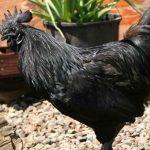 Gà đen H’Mông giá bao nhiêu? Địa chỉ mua gà đen H’Mông tại khu vực miền Bắc uy tín