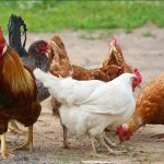 Giống gà Lương Phượng - nguồn gốc, đặc điểm và cách chăn nuôi