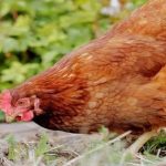 Gà mái dầu là gà gì? Cách nhận biết gà mái dầu chính xác