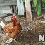 Gà mái đẻ trứng có cần gà trống không? Nuôi bao lâu thì gà đẻ